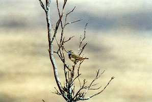 Bluethroat, Nome, AK, 1999-06, B07P25I02